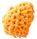 Морская губка